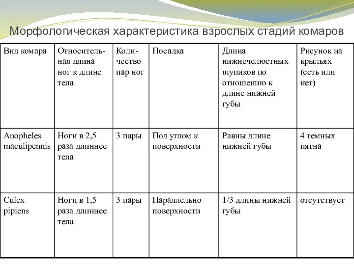 Морфологическая характеристика взрослых стадий комаров