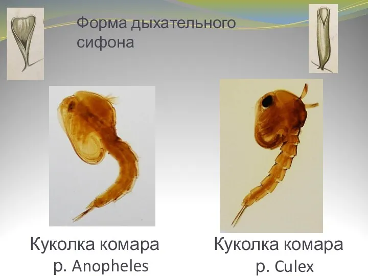 Форма дыхательного сифона Куколка комара р. Anopheles Куколка комара р. Culex