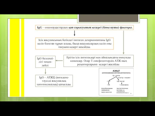 IgG – онконауқастардың қан сарысуының кедергі (блоктаушы) факторы. Ісік жасушасының