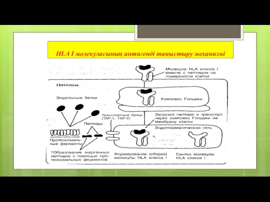 HLA I молекуласының антигенді таныстыру механизмі