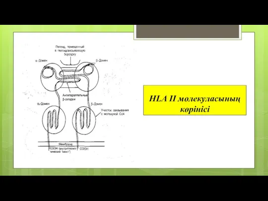 HLA IІ молекуласының көрінісі