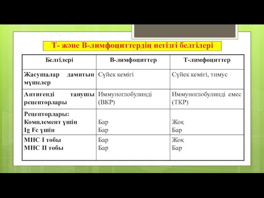 Т- және В-лимфоциттердің негізгі белгілері