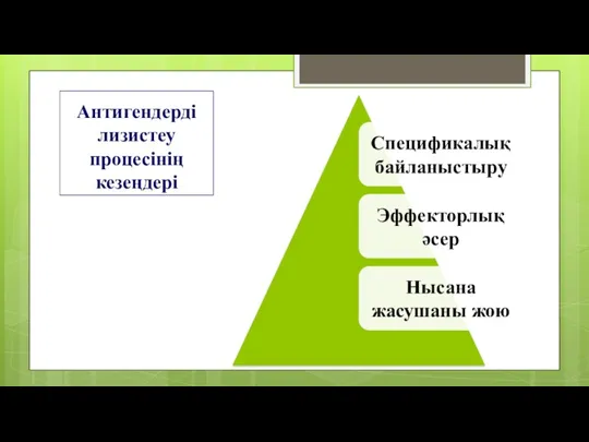 Антигендерді лизистеу процесінің кезеңдері