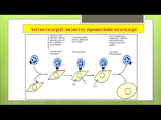 Антигендерді лизистеу процесінің кезеңдері