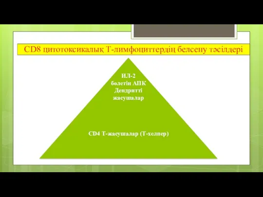 CD8 цитотоксикалық Т-лимфоциттердің белсену тәсілдері