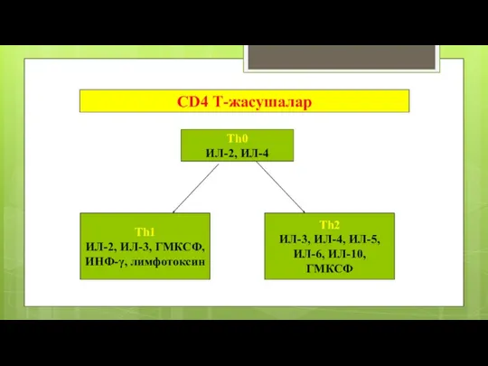 CD4 Т-жасушалар Th0 ИЛ-2, ИЛ-4 Th1 ИЛ-2, ИЛ-3, ГМКСФ, ИНФ-γ,