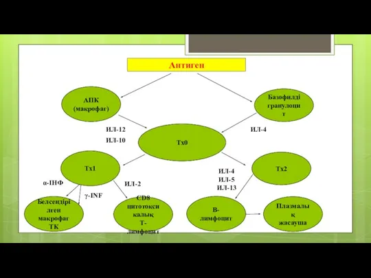 Антиген Базофилді гранулоцит АПК (макрофаг) Тх0 Тх1 Тх2 Белсендірілген макрофаг