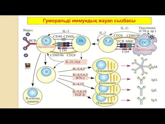 Гуморальді иммундық жауап сызбасы Tfn IL-21,10,6 IL-21