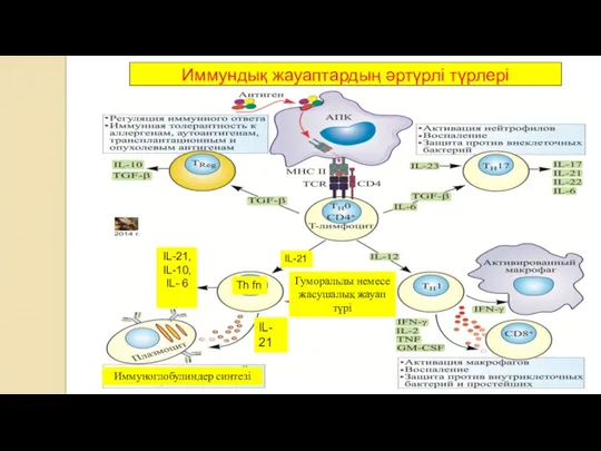 Иммундық жауаптардың әртүрлі түрлері Th fn IL- 21 IL-21, IL-10,