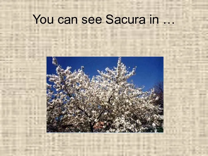 You can see Sacura in …