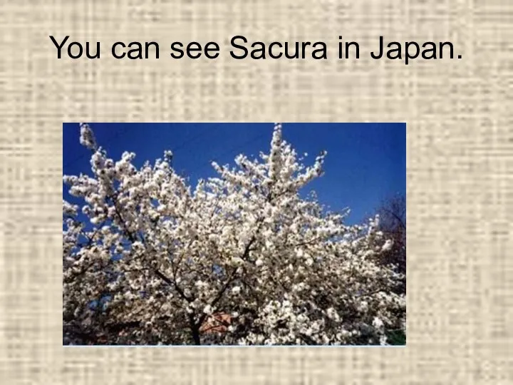 You can see Sacura in Japan.