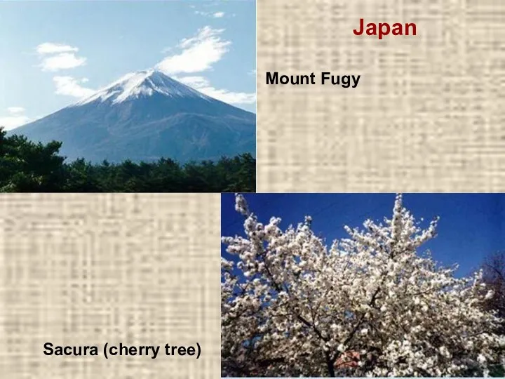 Mount Fugy Sacura (cherry tree) Japan