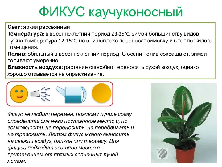 ФИКУС каучуконосный Свет: яркий рассеянный. Температура: в весенне-летний период 23-25°C,