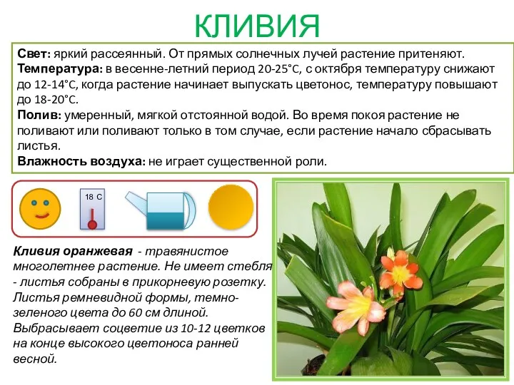 КЛИВИЯ Кливия оранжевая - травянистое многолетнее растение. Не имеет стебля