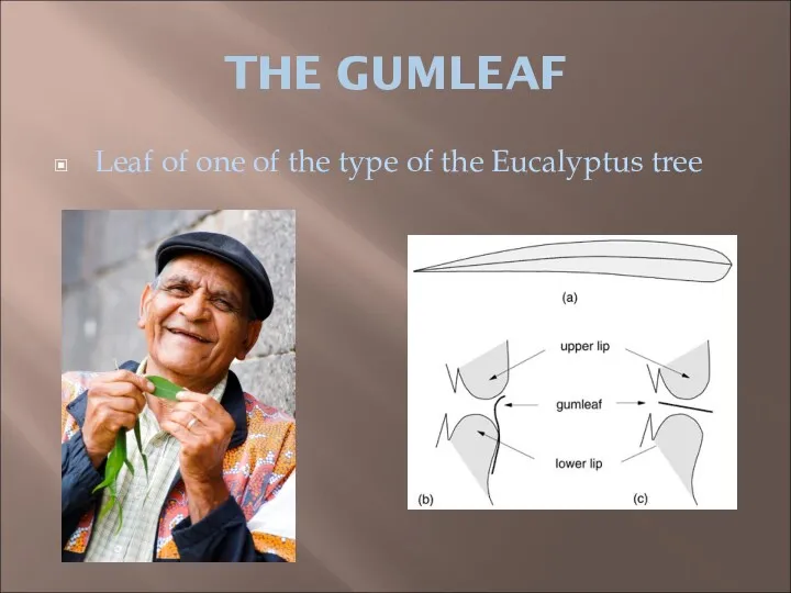 THE GUMLEAF Leaf of one of the type of the Eucalyptus tree
