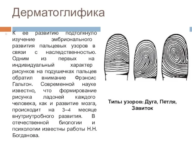 Дерматоглифика К ее развитию подтолкнуло изучение эмбрионального развития пальцевых узоров