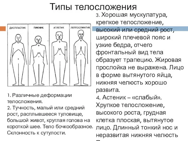 3. Хорошая мускулатура, крепкое телосложение, высокий или средний рост, широкий