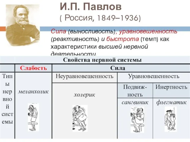 И.П. Павлов ( Россия, 1849–1936) Сила (выносливость), уравновешенность (реактивность) и