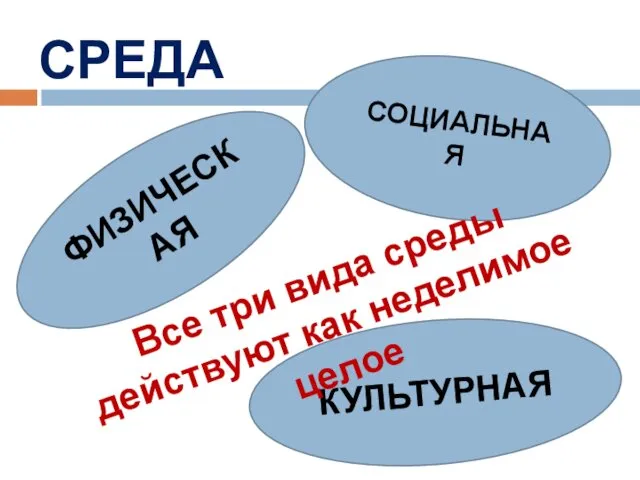 СРЕДА СОЦИАЛЬНАЯ ФИЗИЧЕСКАЯ КУЛЬТУРНАЯ Все три вида среды действуют как неделимое целое