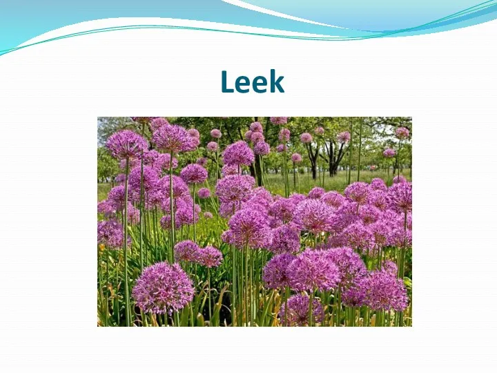 Leek