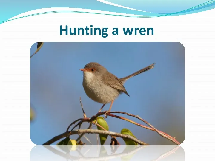 Hunting a wren