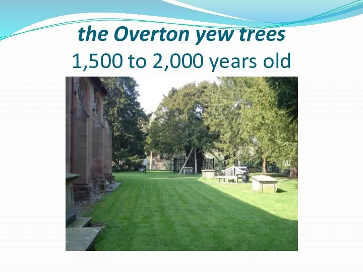 the Overton yew trees 1,500 to 2,000 years old