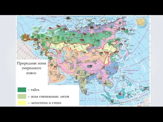 Природные зоны умеренного пояса: – тайга – зона смешанных лесов – лесостепи и степи