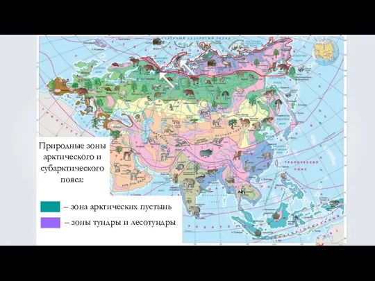 Природные зоны арктического и субарктического пояса: – зона арктических пустынь – зоны тундры и лесотундры