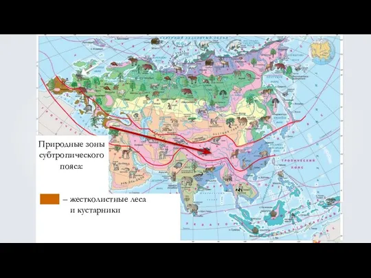 Природные зоны субтропического пояса: – жестколистные леса и кустарники