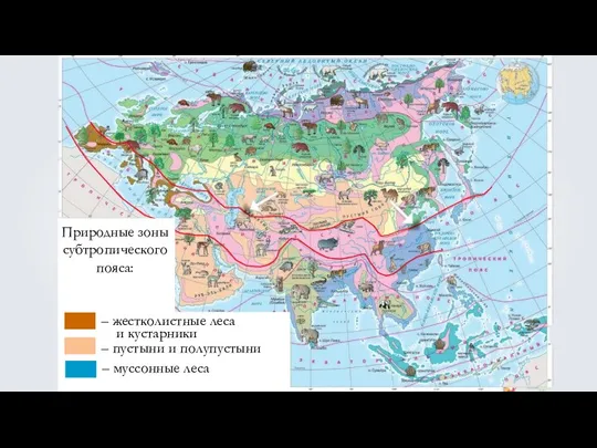 Природные зоны субтропического пояса: – жестколистные леса – пустыни и полупустыни – муссонные леса и кустарники