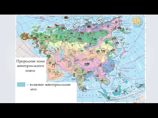 Природные зоны экваториального пояса: – влажные экваториальные леса