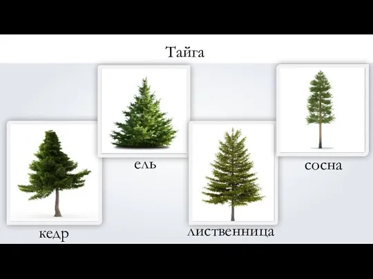 Тайга ель сосна кедр лиственница