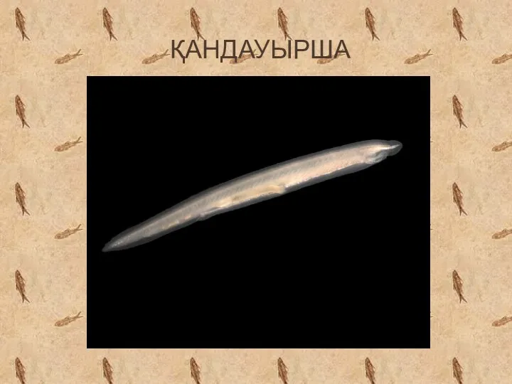 ҚАНДАУЫРША