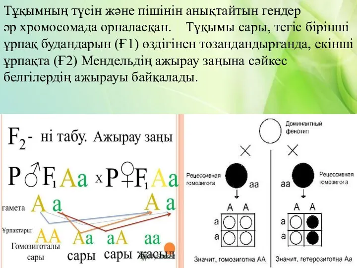 Тұқымның түсін және пішінін анықтайтын гендер әр хромосомада орналасқан. Тұқымы