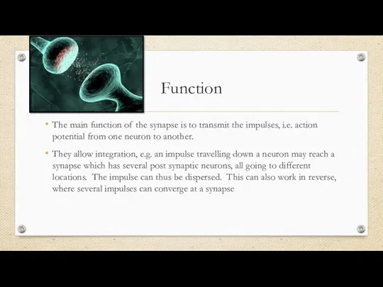 Function The main function of the synapse is to transmit