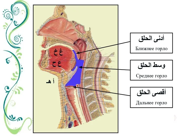 ع ح غ خ أ هـ أدنى الحلق Ближнее горло