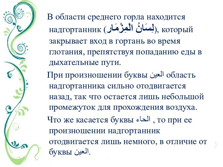 В области среднего горла находится надгортанник (لِسَانُ الْمِزْمَارِ), который закрывает