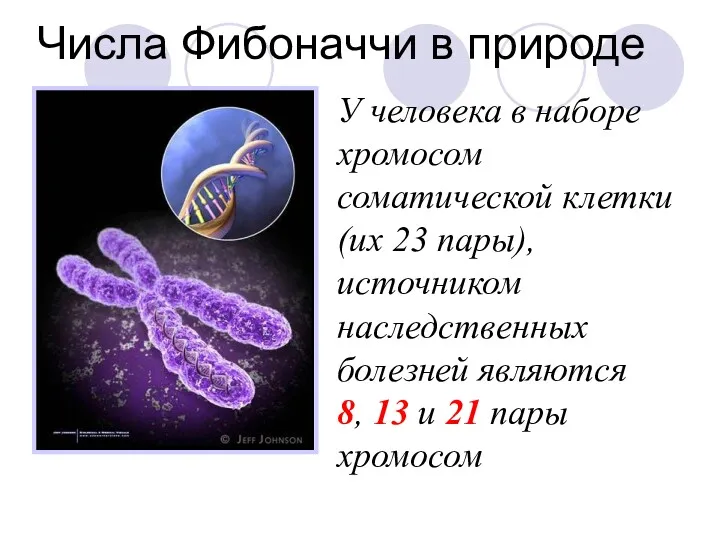 Числа Фибоначчи в природе У человека в наборе хромосом соматической