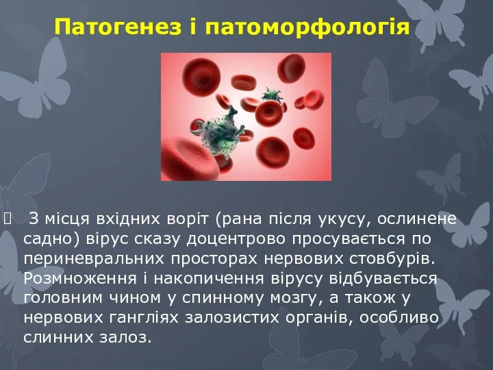 Патогенез і патоморфологія З місця вхідних воріт (рана після укусу,