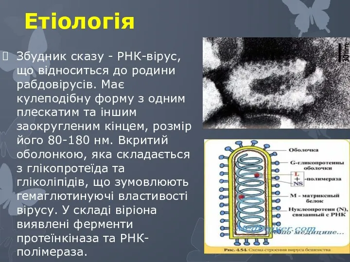 Етіологія Збудник сказу - РНК-вірус, що відноситься до родини рабдовірусів.
