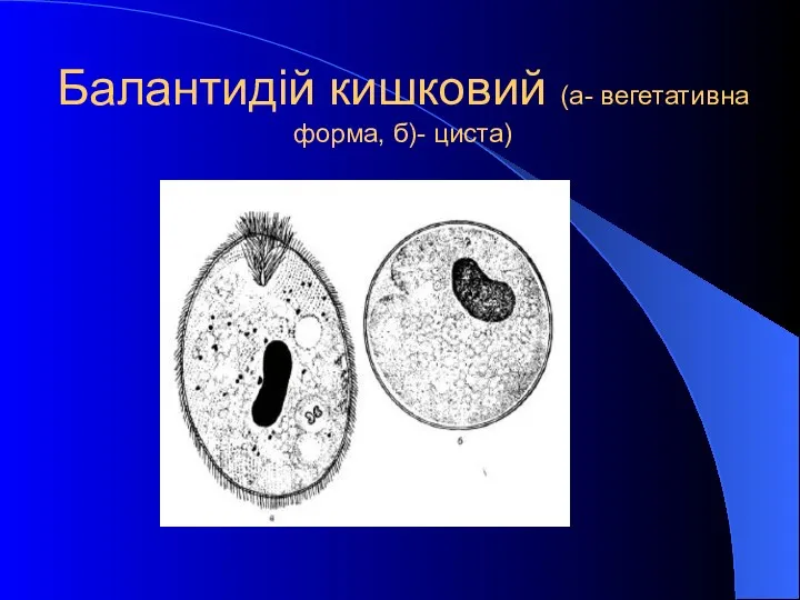 Балантидій кишковий (а- вегетативна форма, б)- циста)