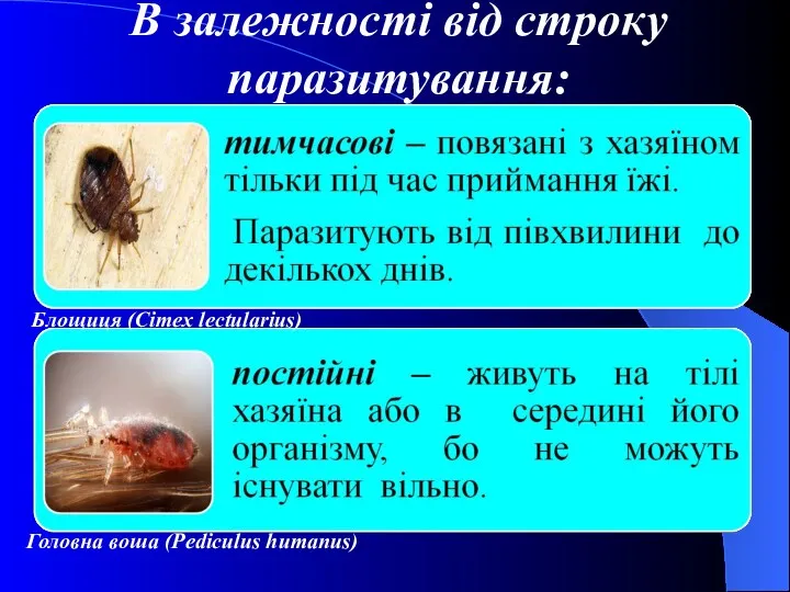 В залежності від строку паразитування: Блощиця (Сimex lectularius) Головна воша (Pediculus humanus)