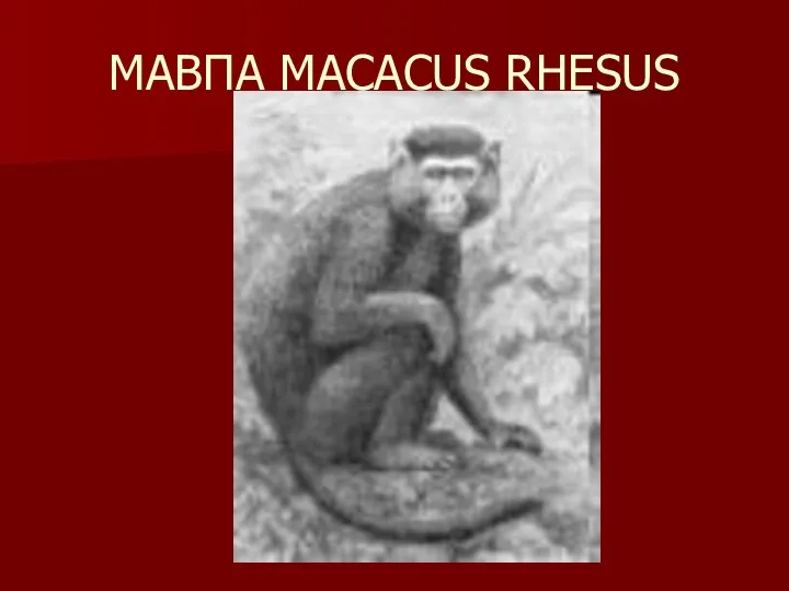 МАВПА MACACUS RHESUS