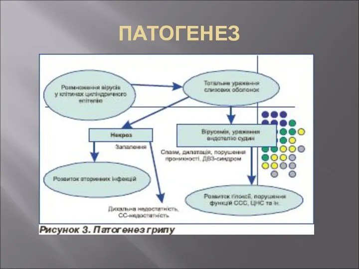 ПАТОГЕНЕЗ