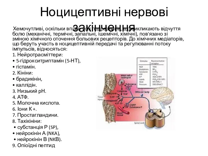 Ноцицептивні нервові закінчення Хемочутливі, оскільки вплив усіх подразників, що викликають