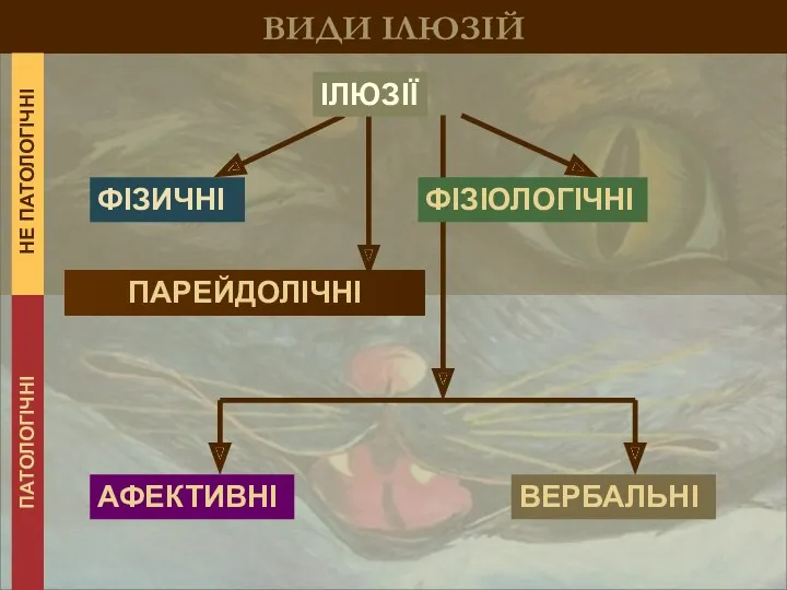 ВИДИ ІЛЮЗІЙ ФІЗИЧНІ ПАРЕЙДОЛІЧНІ ВЕРБАЛЬНІ АФЕКТИВНІ ІЛЮЗІЇ ПАТОЛОГІЧНІ НЕ ПАТОЛОГІЧНІ ФІЗІОЛОГІЧНІ