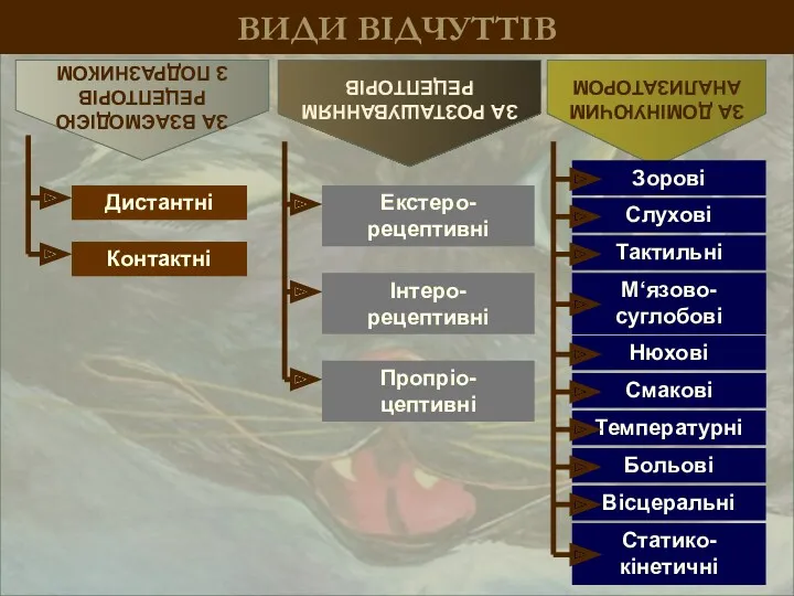 ВИДИ ВІДЧУТТІВ ЗА ВЗАЄМОДІЄЮ РЕЦЕПТОРІВ З ПОДРАЗНИКОМ ЗА РОЗТАШУВАННЯМ РЕЦЕПТОРІВ