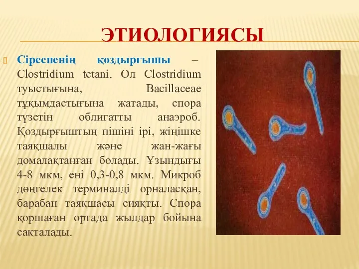 ЭТИОЛОГИЯСЫ Сіреспенің қоздырғышы – Clostridium tetani. Ол Clostridium туыстығына, Bacillaceae тұқымдастығына жатады, спора