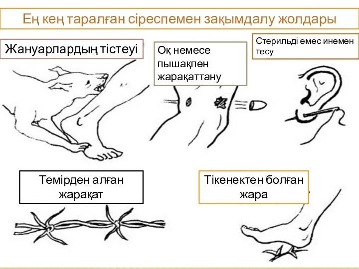 Ең кең таралған сіреспемен зақымдалу жолдары Жануарлардың тістеуі Оқ немесе пышақпен жарақаттану Стерильді