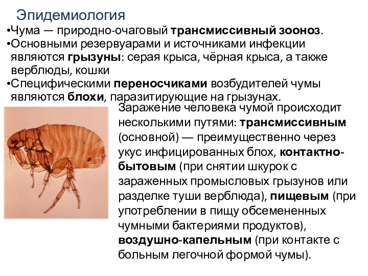 Эпидемиология Чума — природно-очаговый трансмиссивный зооноз. Основными резервуарами и источниками